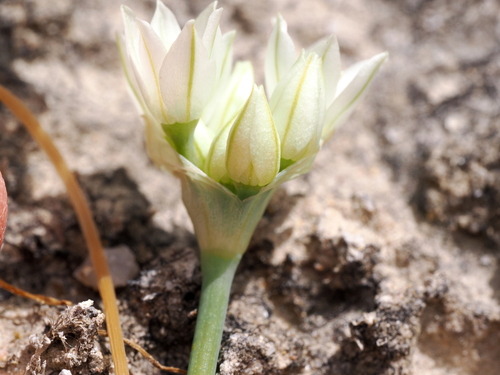 Image of Allium hickmanii by (c) Henrik Kibak, some rights reserved (CC BY)