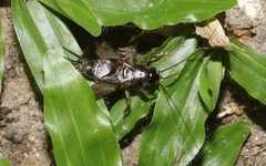 Loxoblemmus