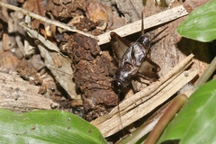 Loxoblemmus