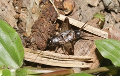 Loxoblemmus