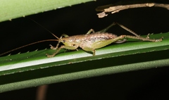 Austrosalomona destructor