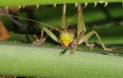 Austrosalomona destructor