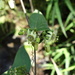 Passiflora rugosissima - Photo (c) J.R. Kuethe (Yero), μερικά δικαιώματα διατηρούνται (CC BY-NC), uploaded by J.R. Kuethe (Yero)