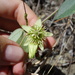 Passiflora trinifolia - Photo (c) J.R. Kuethe (Yero), algunos derechos reservados (CC BY-NC), subido por J.R. Kuethe (Yero)