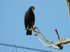 Buteogallus anthracinus