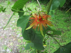 Passiflora jorullensis
