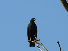 Buteogallus anthracinus