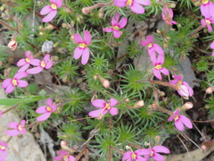 Stylidium recurvum