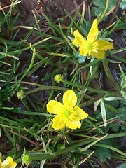 Ranunculus fascicularis