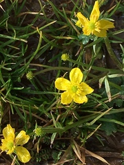 Ranunculus fascicularis