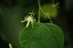 Passiflora filipes