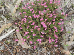 Stylidium recurvum