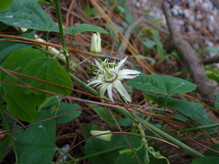 Passiflora pavonis