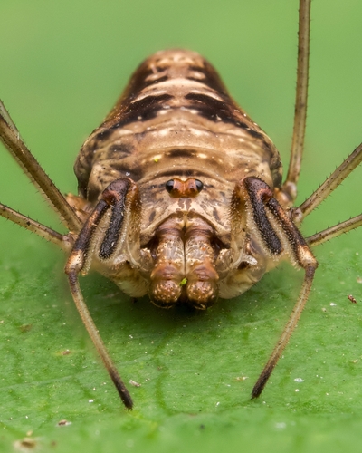 Fork-palped Harvestman