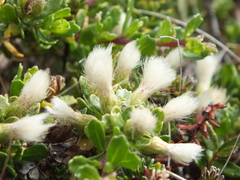 Baccharis magellanica