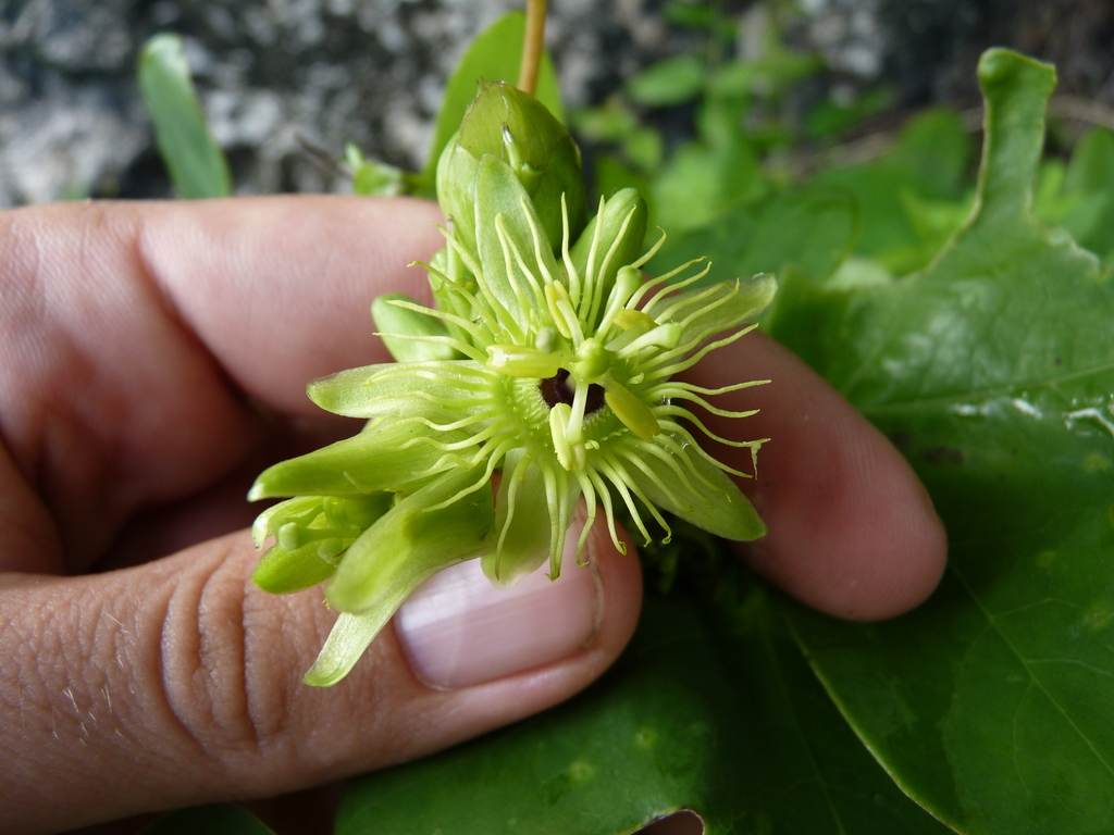 Passiflora juliana