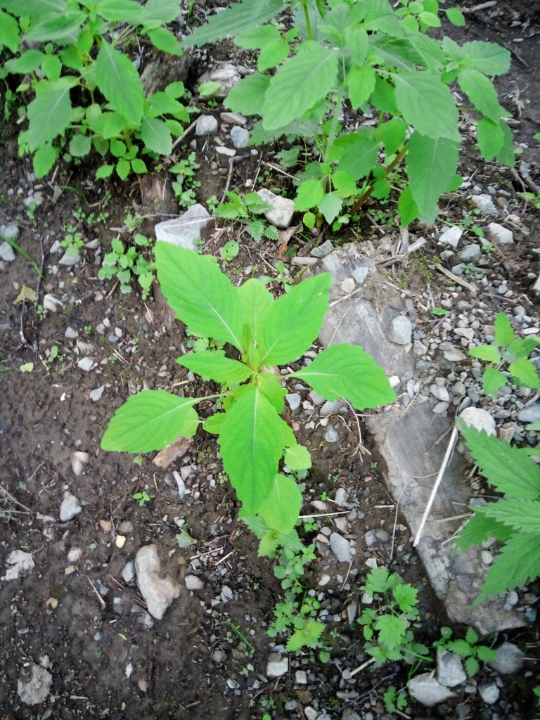 Touch-me-not Balsam from Чугуевский р-н, Приморский край, Россия on ...