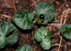 Geophila obvallata image