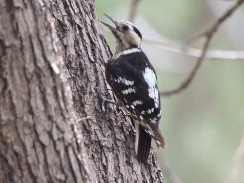 Subspecies Yungipicus canicapillus scintilliceps · iNaturalist