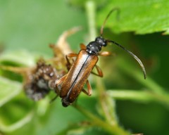 Alosterna tabacicolor