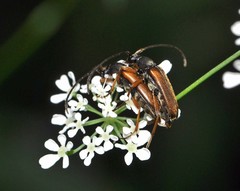 Alosterna tabacicolor