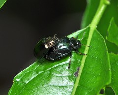 Chrysomela lapponica