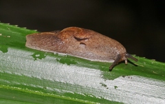 Parmacochlea