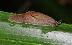 Parmacochlea