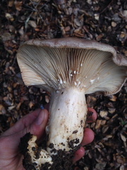 Lactarius argillaceifolius megacarpus