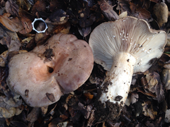 Lactarius argillaceifolius megacarpus