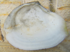 Macomona liliana