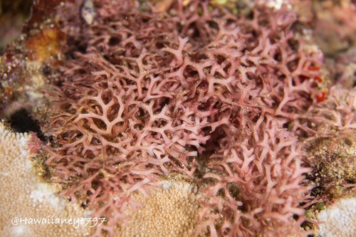 Dichotomaria marginata observed 2023-06-30