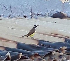 Pitangus sulphuratus