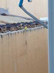 Pitangus sulphuratus