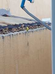 Pitangus sulphuratus