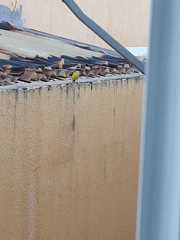 Pitangus sulphuratus