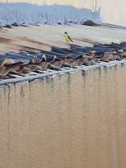 Pitangus sulphuratus