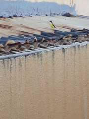 Pitangus sulphuratus