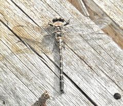 Black Petaltail
