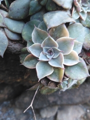 Graptopetalum