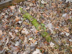 Sciuro-hypnum plumosum