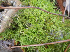 Sciuro-hypnum plumosum