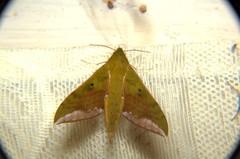 Rhagastis olivacea