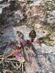 Hylotelephium telephium