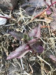 Hylotelephium telephium