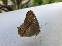 Anartia jatrophae