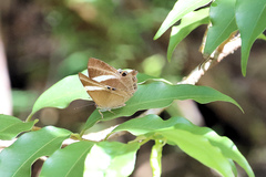 Abisara neophron