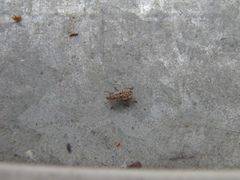 Strophosoma capitatum