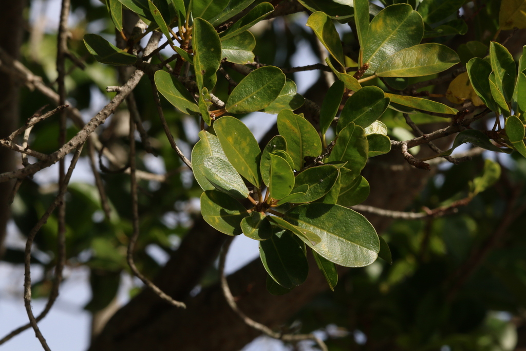 milky mangrove from Brisbane QLD, Australia on July 1, 2023 at 11:32 AM ...