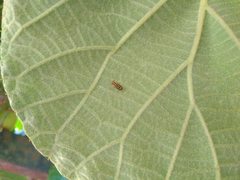 Diptera